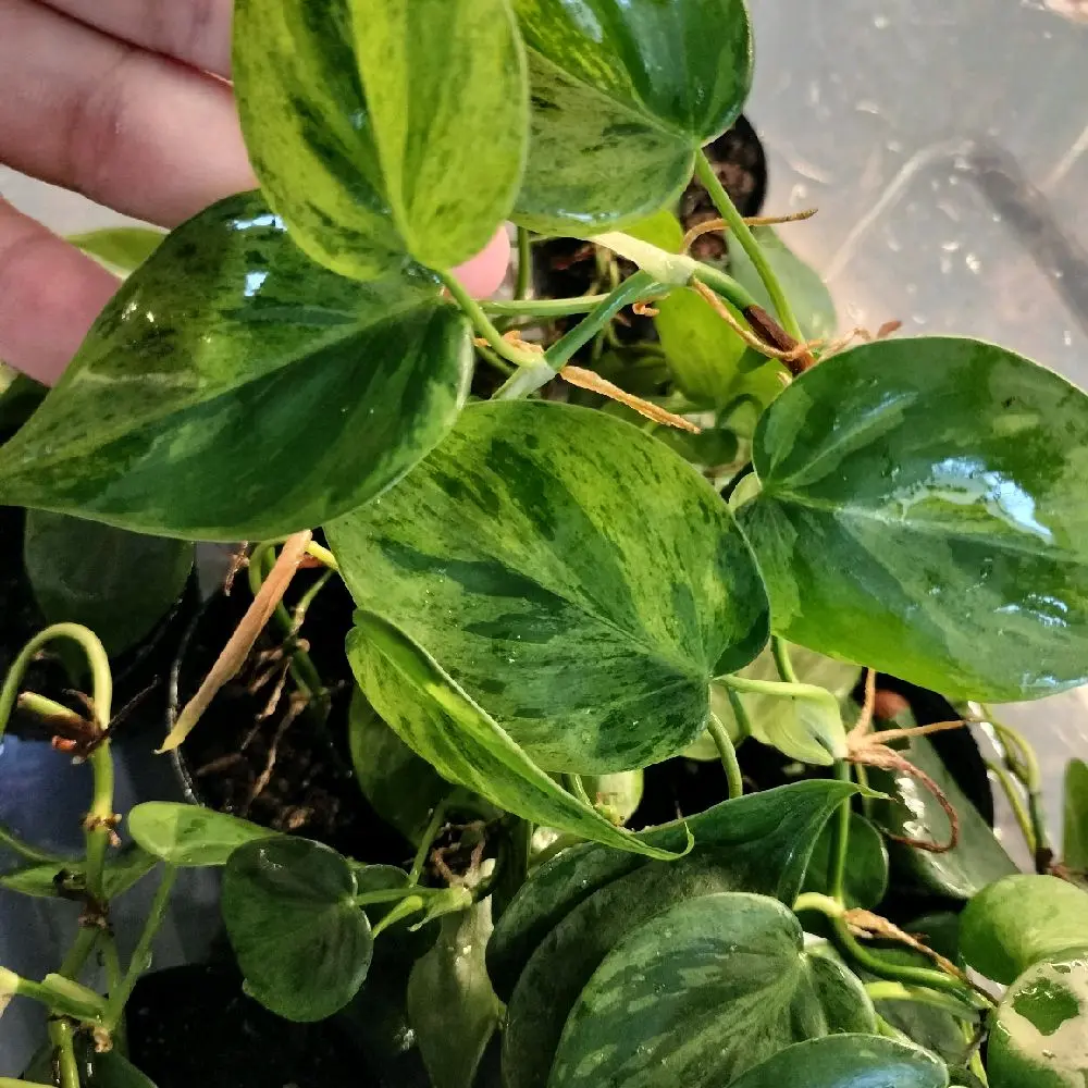 Variegated Heart Leaf Philodendron Rare Houseplant Fresh Cutting Grower's Choice