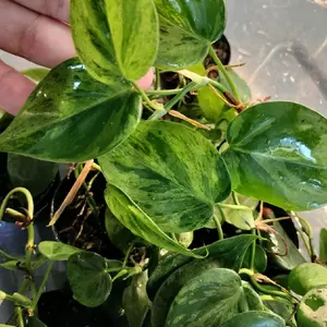 Variegated Heart Leaf Philodendron Rare Houseplant Fresh Cutting Grower's Choice