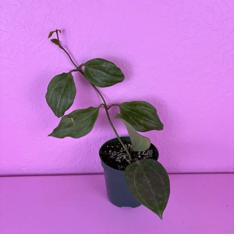 Hoya Sarawak Live Plant | Rare Hoya Collector Plant