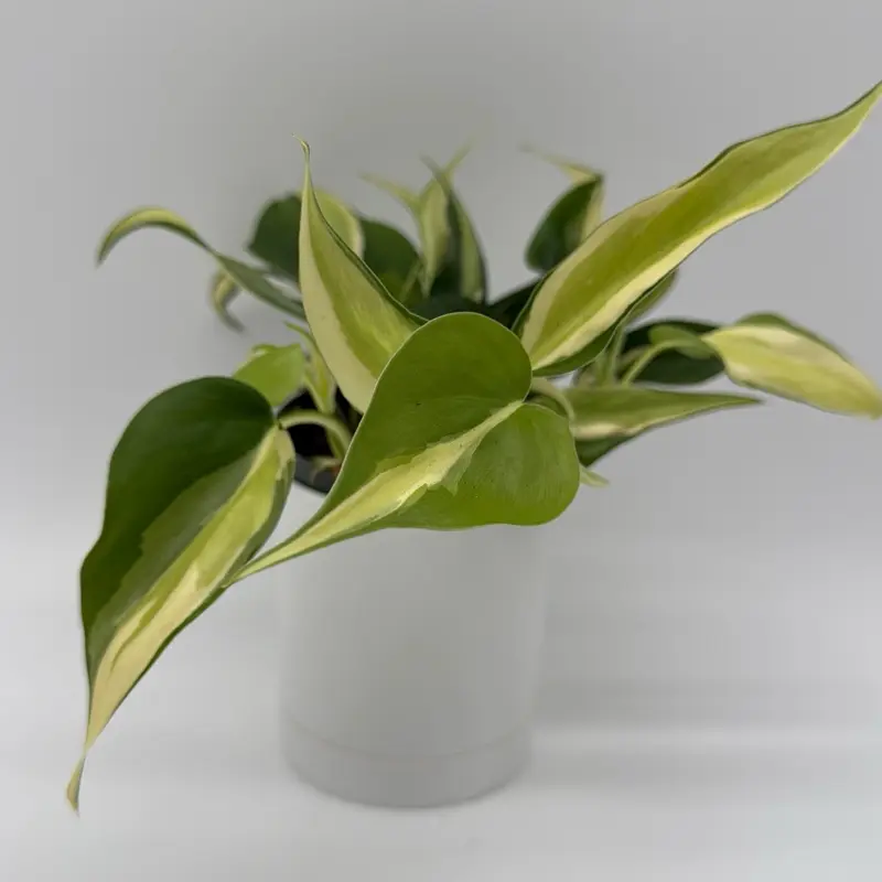 flowering orchid plants Orchid Plant - Purple