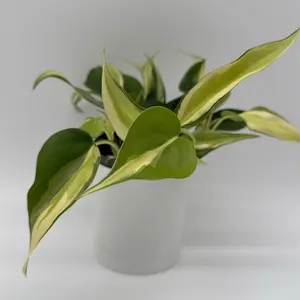 Philodendron Hederaceum ‘Rio’ 4” Pot Rare Variegated Silver Cream Foliage Easy Care Indoor Tropical Plant for Shelves or Hanging Planters