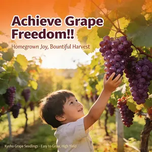 Livestream-Exclusive Link-Sweet Grape Tree Plant – Easy Grow Fruit Vine for Garden & Backyard