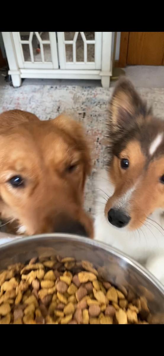 Item: 8.5oz, Salmon Oil