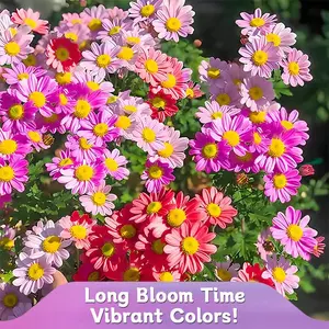 2000pcs Pyrethrum Daisy Seeds Pest Killer, Easy to Grow, Year-round Planting Perennial Plants