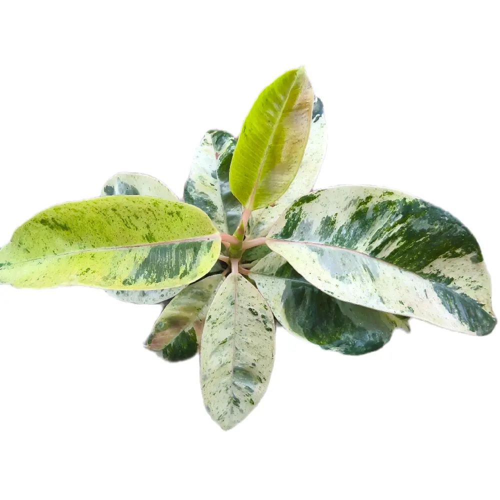 FICUS 4 INCH
