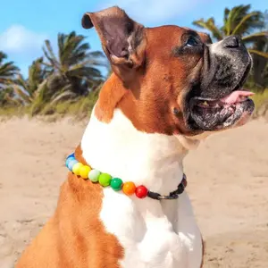 Beaded Pet Collar