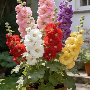 200Pcs Hollyhock Flower Seeds – Tall Cottage Garden Seeds for Borders & Outdoor Landscaping (Seeds Only, Not Live Plants)