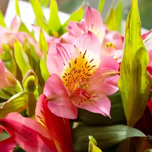 Peruvian Lily Seeds Alstroemeria Cut Flowers Deer Resistant Attracts Butterfles Beds Borders Patio Containers Outdoor 25Pcs Perennial Mixed Colors Flower Seeds by YEGAOL Garden