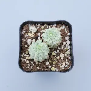 Variegated Corn Cob Cactus Euphorbia mammillaris