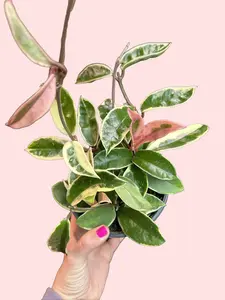 6" Hoya Carnosa Krimson Queen - Pet Safe Variegated Vine with Creamy White & Pink Margins, Fragrant Flowers, Indoor/Outdoor Plant