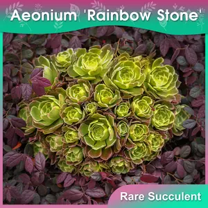 【10-12 Inch】Aeonium 'Rainbow Stone'-Aeonium arboreum 'Marbled Window'，Large Rare Succulent，Low Maintenance, Exceptional Colors &Textures,Gift & Garden.