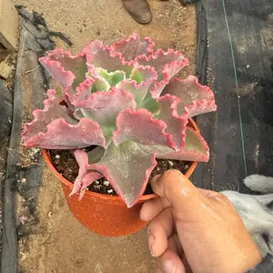 echeveria 6 inch succulent Plant