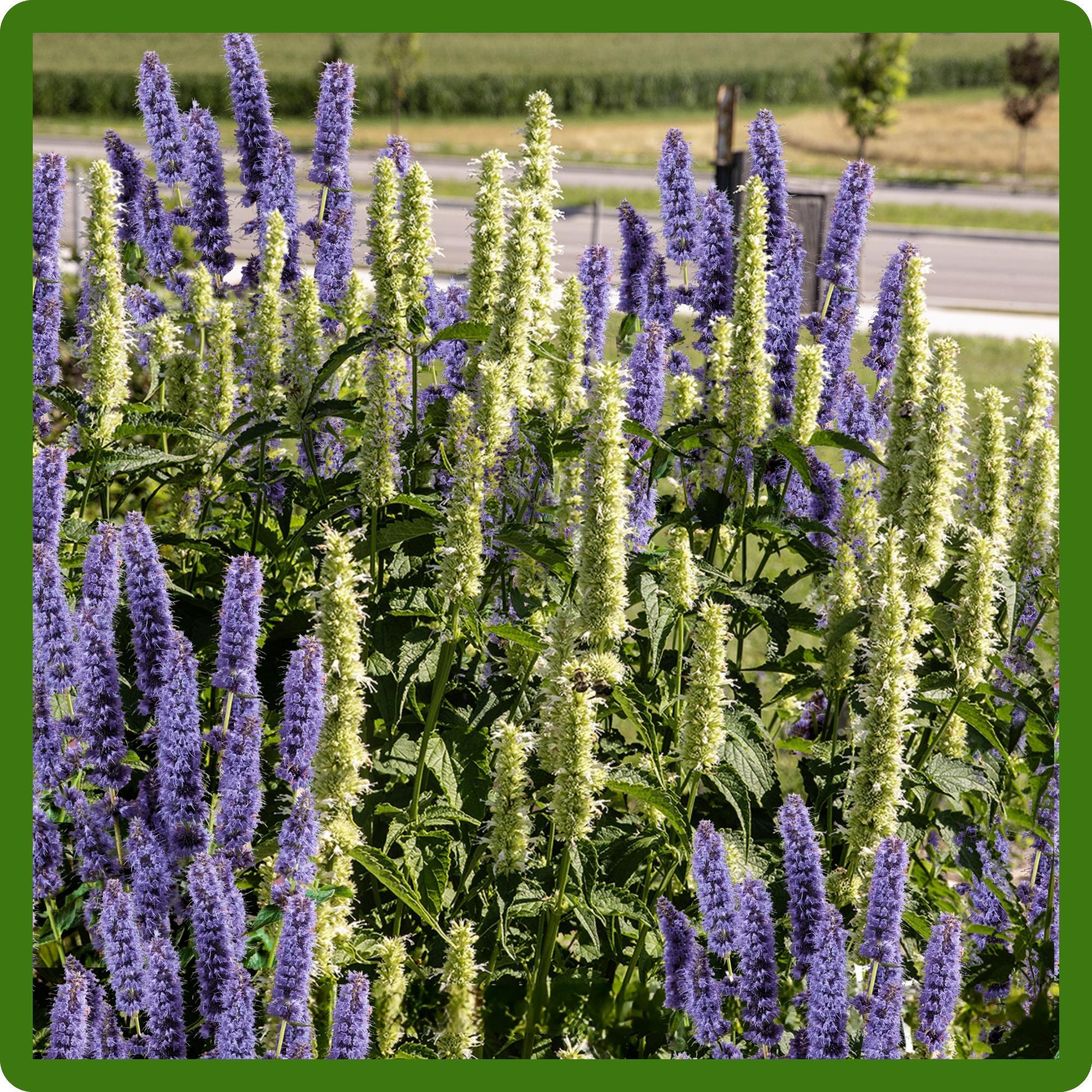 Outsidepride Blue Hyssop Seeds for Planting - 1000 Pcs Perennial Herb Garden Seeds with Fragrant Blooms Attractive to Pollinators, for Small Gardens, Containers, & Xeriscaping