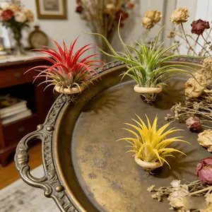 3-Piece Air Pineapple Plant Set, Soilless Indoor Potted Plants, Easy-Care Decorations for Tabletop, Hanging Displays, and Modern Home Eco-Box Projects