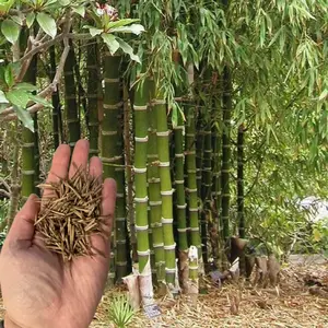 Green River 50 Giant Thorny Bamboo Seeds - Bamboo Seeds for Planting, Flower Seed Pack, Perennial Flower Variety, Natural Privacy Screen, Fast-Growing Hardy Bamboo Plants, Exotic Lawn Accent, Decorative Garden Border Feature, Eco-Friendly Greenery
