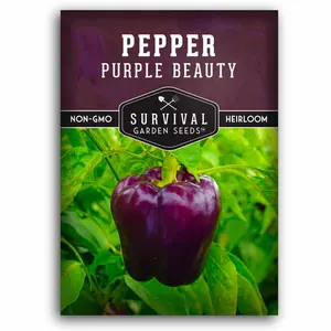 Purple Beauty Pepper Seed - Purple Bell Pepper