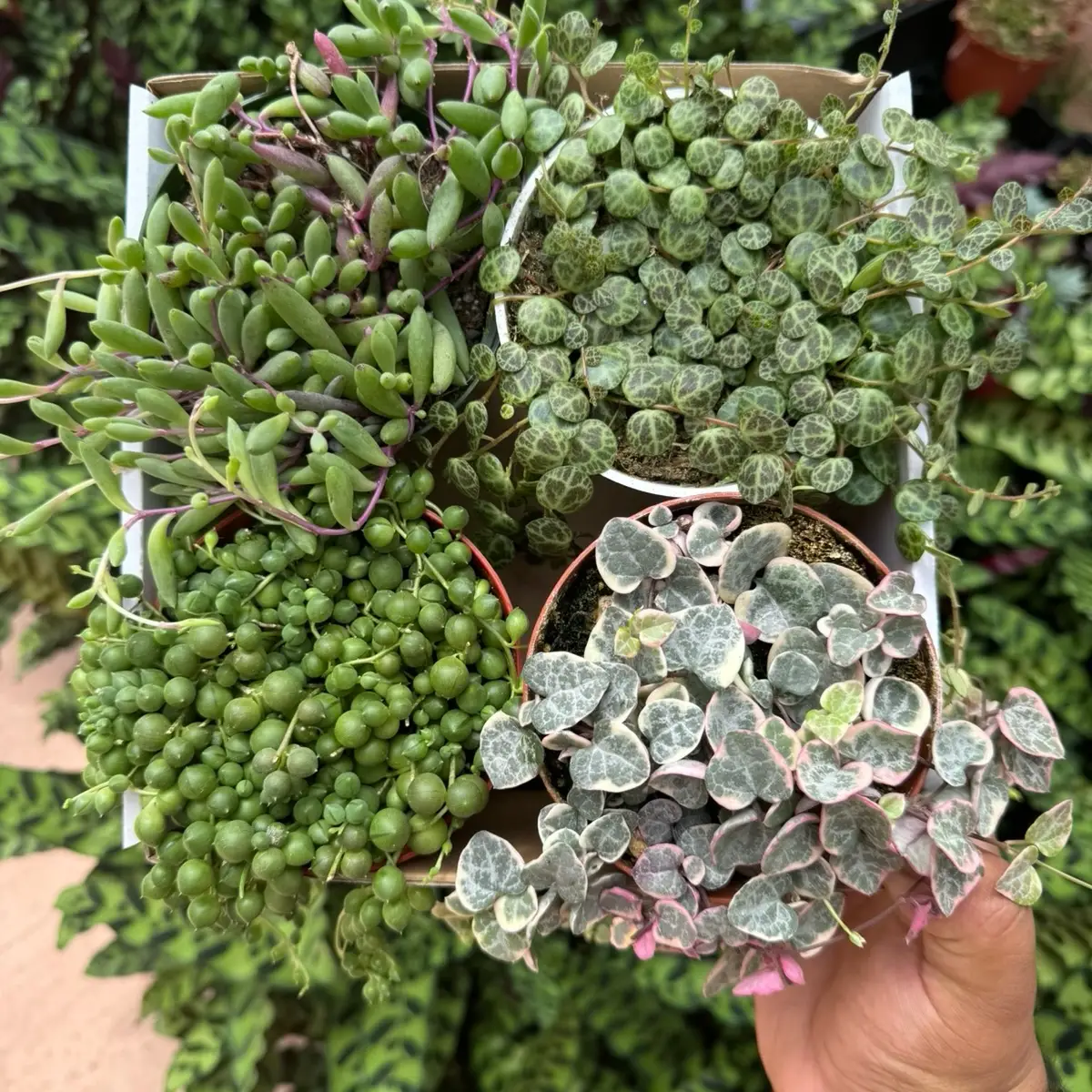 String Of Things Variety Box 4 Plants