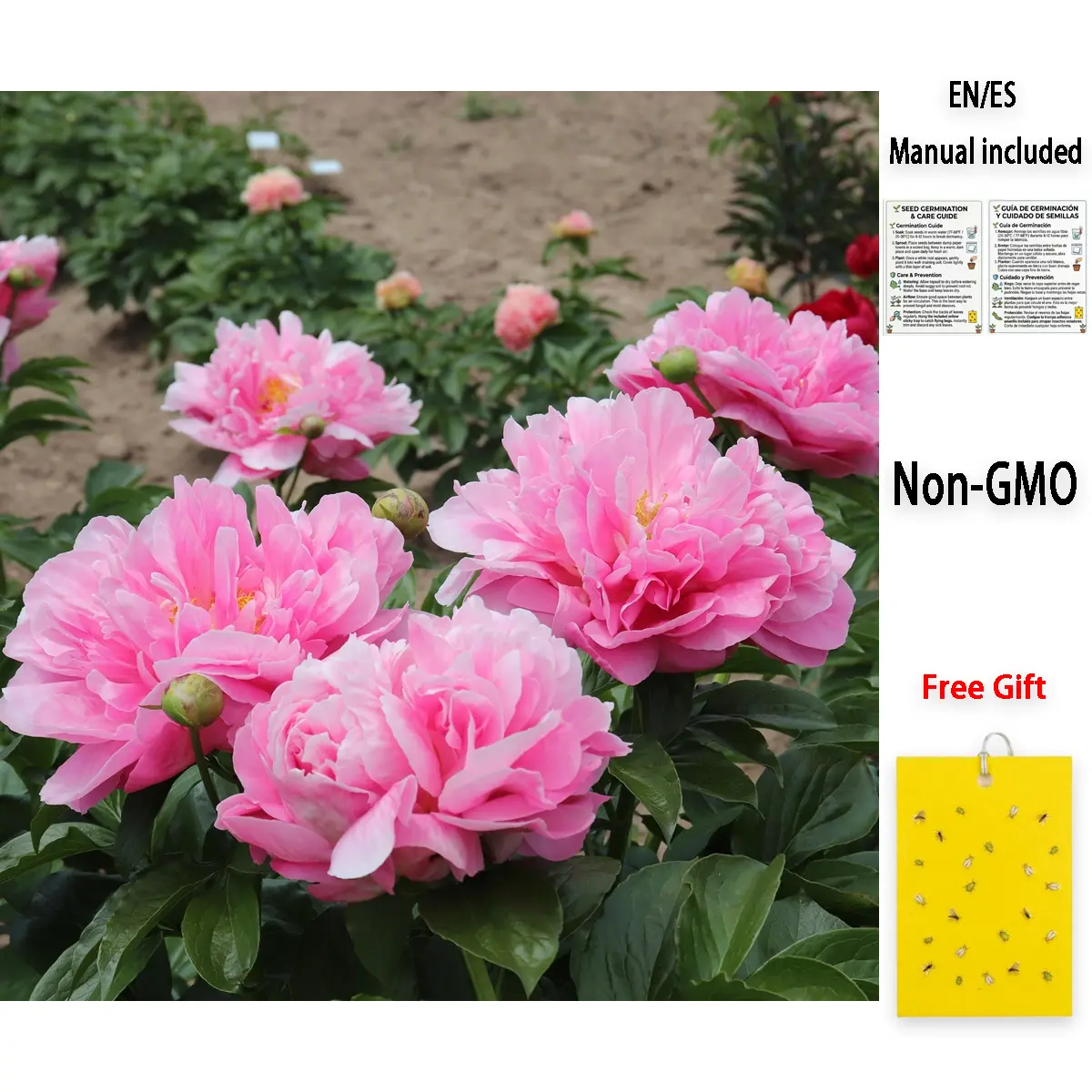 Peony Seeds – Classic Large Bloom Flower Seeds for Garden, Easy Grow Outdoor Plants