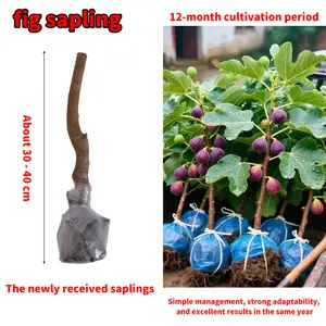 Fig Tree Seedlings for Planting Sweet Fruit Tree Easy Grow for Backyard Orchard and Containers