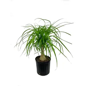 Ponytail Palm - Live Plant in an 8 Inch Pot - Beaucarnea Recurvata - Beautiful Clean Air Indoor Succulent Houseplant