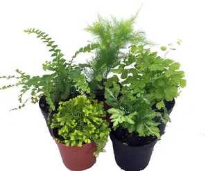Mini Ferns for Terrariums/Fairy Garden - Live Plants - 5 Different Plants-2" Pots