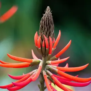 Super Rare Erythrina americana, Colorin, Patol, Coral Tree Seedling