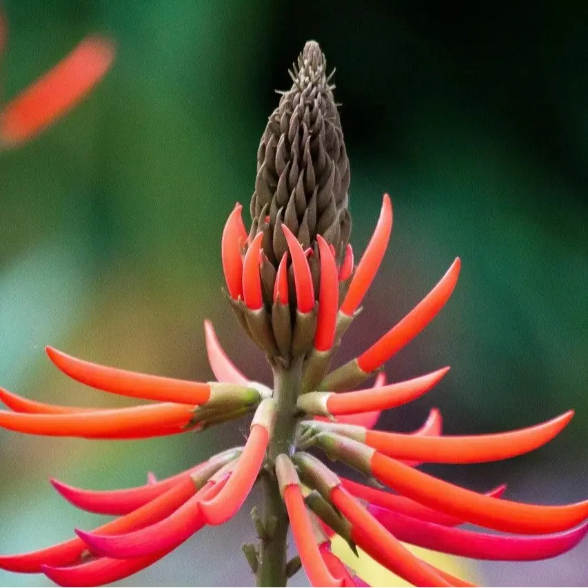 Super Rare Erythrina americana Coral Tree Seedling - Colorin-Patol Variety, Tropical Plant Trees for Garden Flower Displays