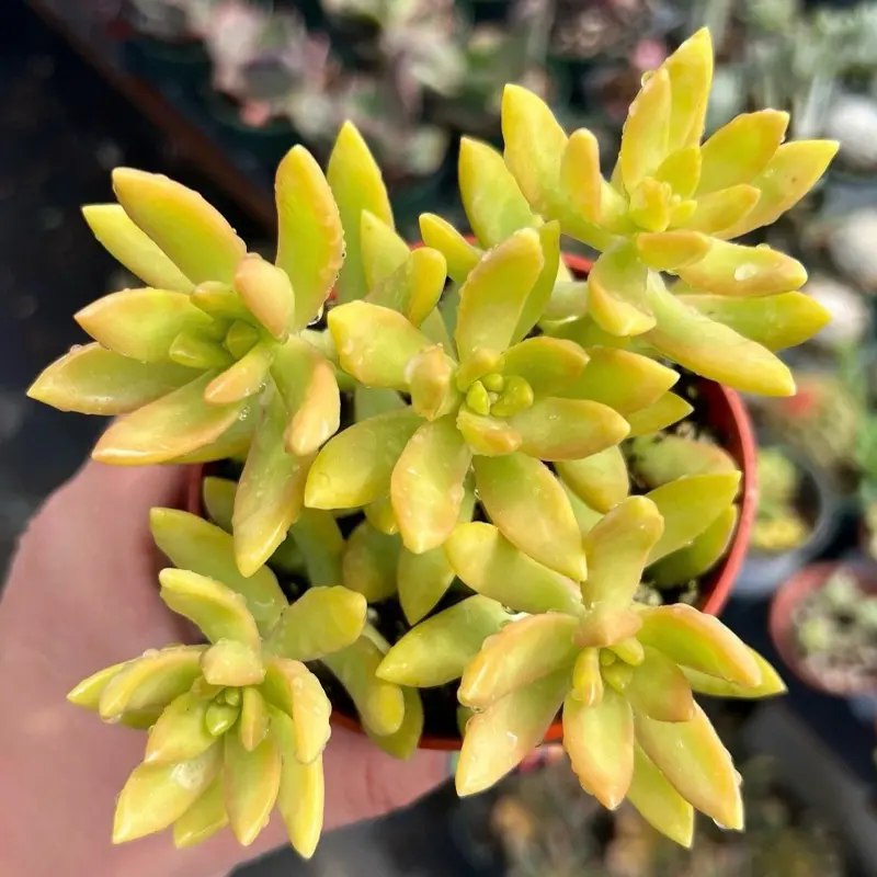 Yellow Sedum Nussbaumerianum Coppertone Yellow Sedum Nussbaumerianum Coppertone