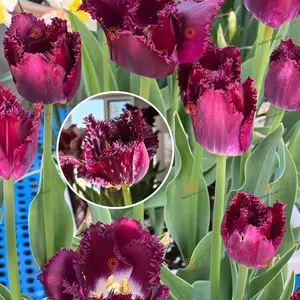 Brilliant purple tulip bulbs Colorful bright flowers Strong bulbs Fast germination Easy maintenance Ideal for planting in courtyards, gardens, and balconies