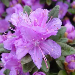 Purple Gem Rhododendron