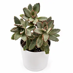 Kalanchoe Tomentosa Panda Bear paws  - 6-Inch Pot Indoor Succulent, Home Garden Supplies for Indoor Plant Enthusiasts