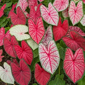 Caladium Bulbs, Fancy Mix, Pack of 10 Bulbs, Easy to Grow, Colorful Mix, Perennial Hosta