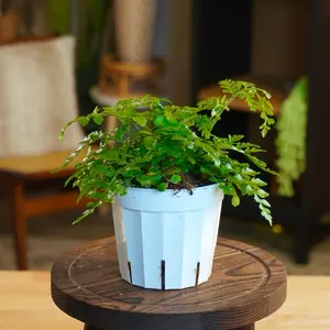 Parvati Fern - 4” Pot