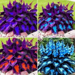Mix Color Hosta Seeds, 199 Pieces, Perennial Shade Garden Easy Plants for Indoor and Outdoor, Low Maintenance Flower Seeds