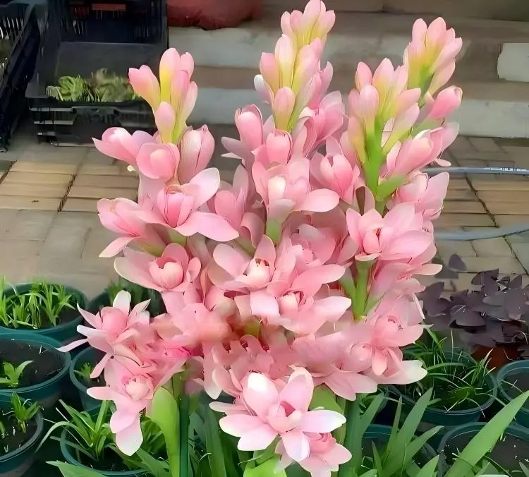 Fragrant Tuberose Bulbs, Perennial Flower Bulbs for Planting, Night-Blooming Garden & Patio Pot Flowers