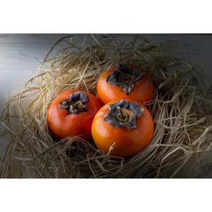 3 Fuyu Persimmon Scions, Cuttings, Scionwood