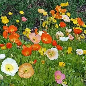 Iceland Poppy Seeds Flower Mix, 1000 Heirloom Flower Seeds Per Packet, Non GMO Seeds, Botanical Name: