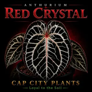 Anthurium Red Crystallinum Tissue Culture
