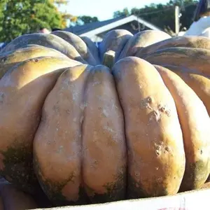 Fairytale Pumpkin Seeds (Cucurbita pepo) – Enchanting Heirloom Variety, Deep Ribs, Sweet Flesh, Perfect for Baking and Roasting – 10+ Seeds