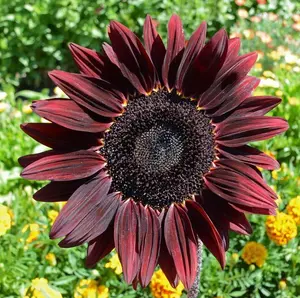 50 Pcs Chocolate Cherry  Sunflower Seeds Large Beautiful Vivid Colorful Blooms