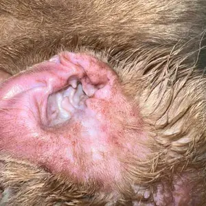 Puainta Quantum Silver Ear Drops for Dogs & Cats - Ear Infection Treatment, Ear Mite Remedy for Itchy Ears, Cleanser Cleaner Solution, 1 oz