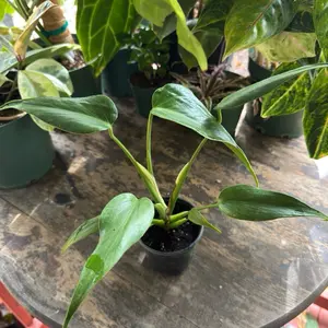 Monstera Burl Marx | 4 Inch Pot | House Plant | Rare Live Plant