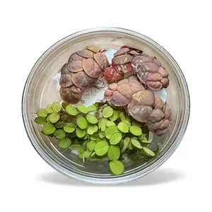 Red Root Floaters & Salvinia Minima – Live Aquarium Floating Plants Red Root Floaters & Salvinia Minima – Live Aquarium Floating Plants