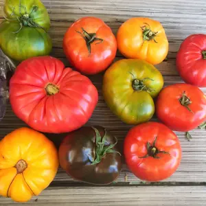 Organic Beefsteak Tomato Mix Seeds (Solanum lycopersicum) – Heirloom varieties with large, juicy fruits – Perfect for slicing, sandwiches, and fresh salads.