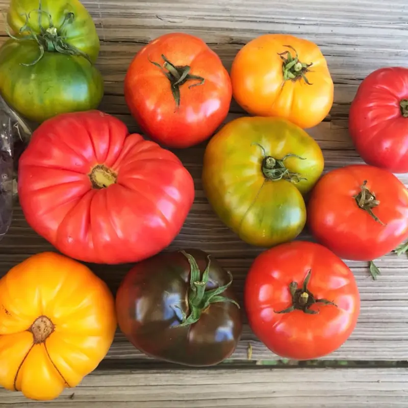 Organic Beefsteak Tomato Mix Seeds (Solanum lycopersicum) – Heirloom varieties with large, juicy fruits – Perfect for slicing, sandwiches, and fresh salads.