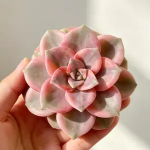 Graptoveria ‘Debbie’ Variegated Live Succulent（ZILEJIN） – Colorful Aesthetic Plant | Bare Root, Easy-Care Plant Gift for Home & Holiday Decor