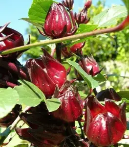 50 Roselle Hibiscus Seeds for Planting, Hibiscus Tea Plant, Jamaican Sorrel,  Hibiscus Sabdariffa, Florida Cranberry Fresh Seeds