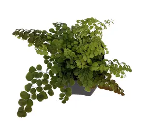 Himalayan Maidenhair Fern - Adiantum venustum - 2.5" Pot