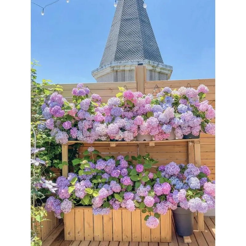 Hydrangea Flower Seeds 200 seeds Mixed Color Seeds Colorful Perennial Blooms for Outdoor Gardens Hardy and Low Maintenance Seeds for Beautiful Landscapes
