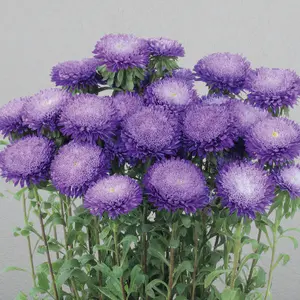 Azumi XL Blue Aster Flower Seeds | 100 Seed Packet
